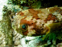 Balloonfish  IMG 7258